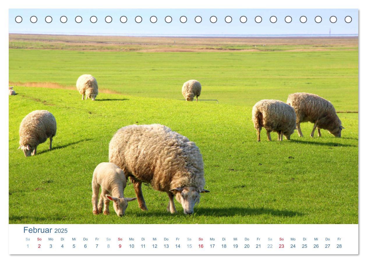 Bild: 9783435649815 | Schafe am Deich 2025. Tierische Impressionen von der Nordseeküste...