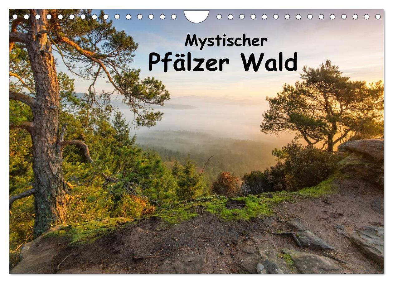 Cover: 9783675700000 | Mystischer Pfälzer Wald (Wandkalender 2024 DIN A4 quer), CALVENDO...