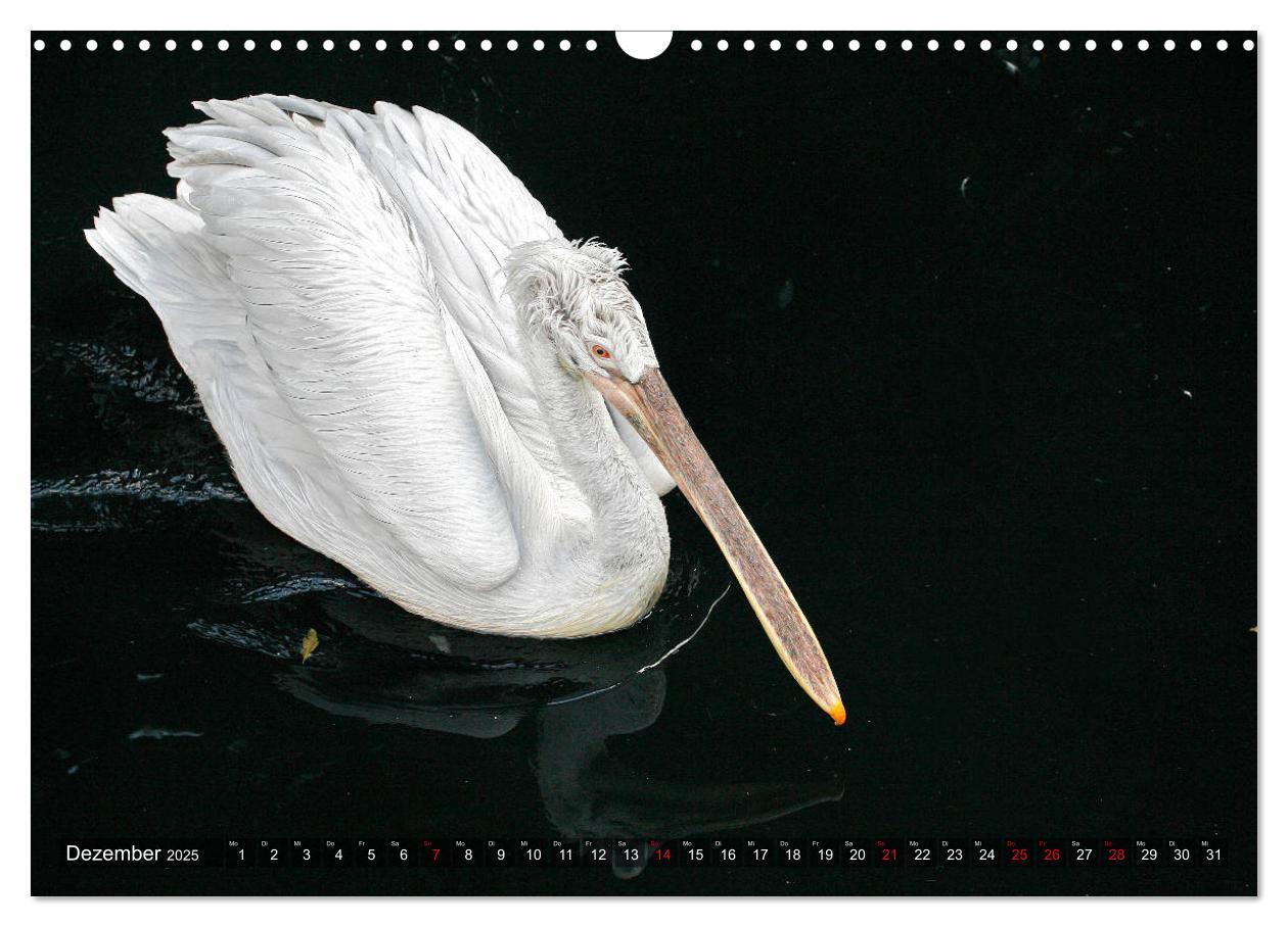 Bild: 9783435176014 | Tierisch gut: Wasservögel (Wandkalender 2025 DIN A3 quer), CALVENDO...