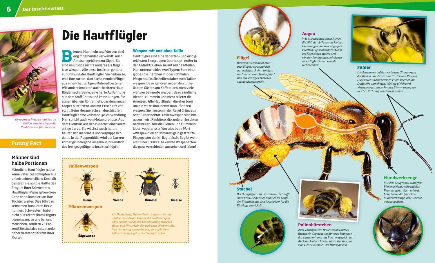 Bild: 9783788620721 | WAS IST WAS Band 19 Bienen und Wespen | Alexandra Rigos | Buch | 2024