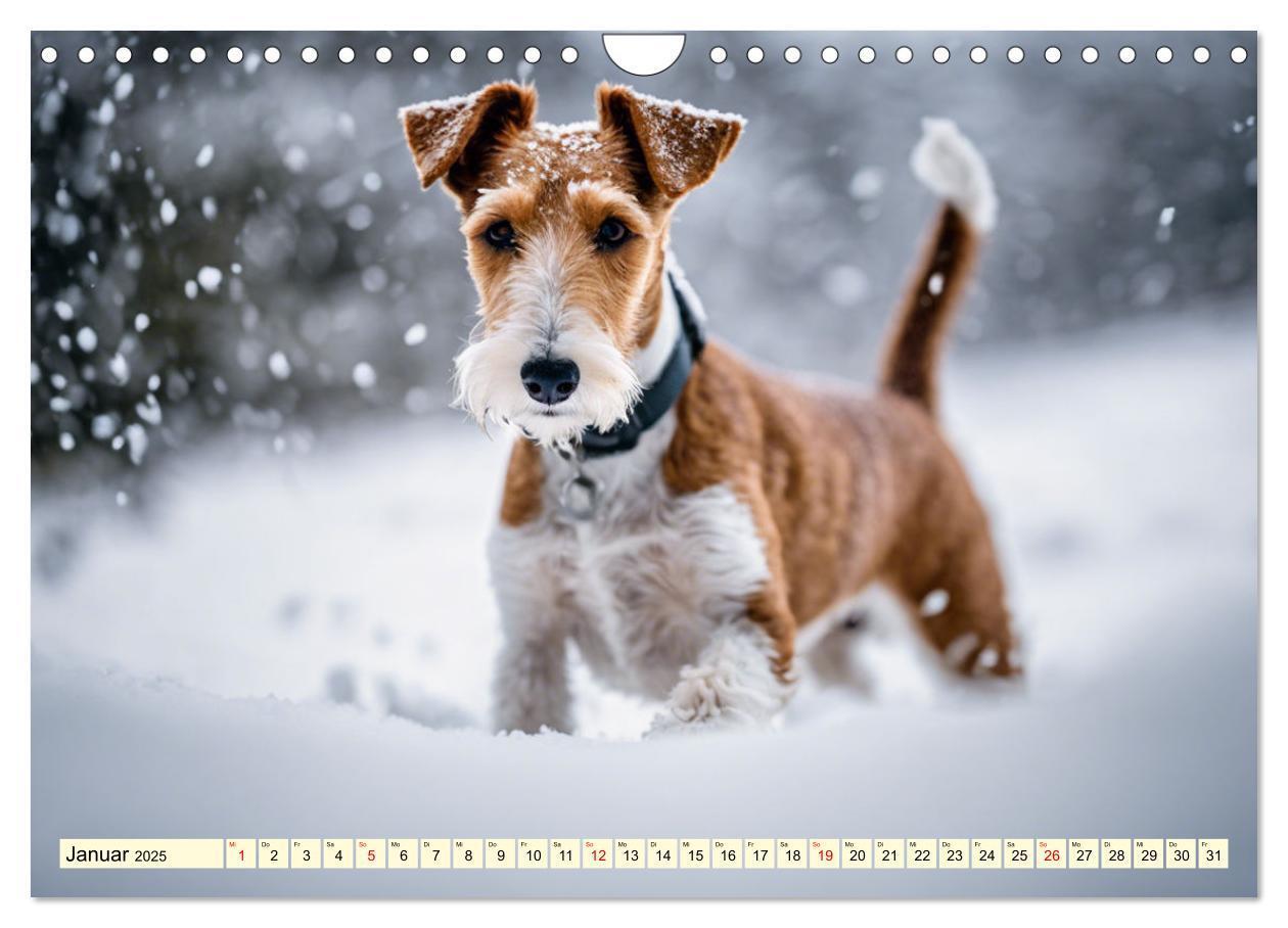 Bild: 9783435690367 | Drahthaar-Foxterrier (Wandkalender 2025 DIN A4 quer), CALVENDO...