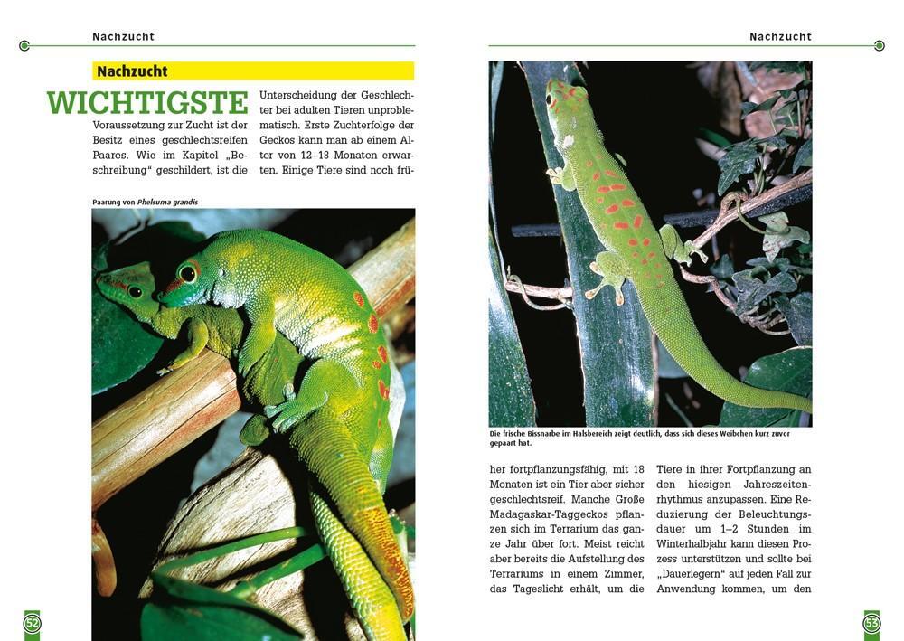 Bild: 9783866594913 | Der Große Madagaskar-Taggecko | Phelsuma grandis | Ingo Kober | Buch