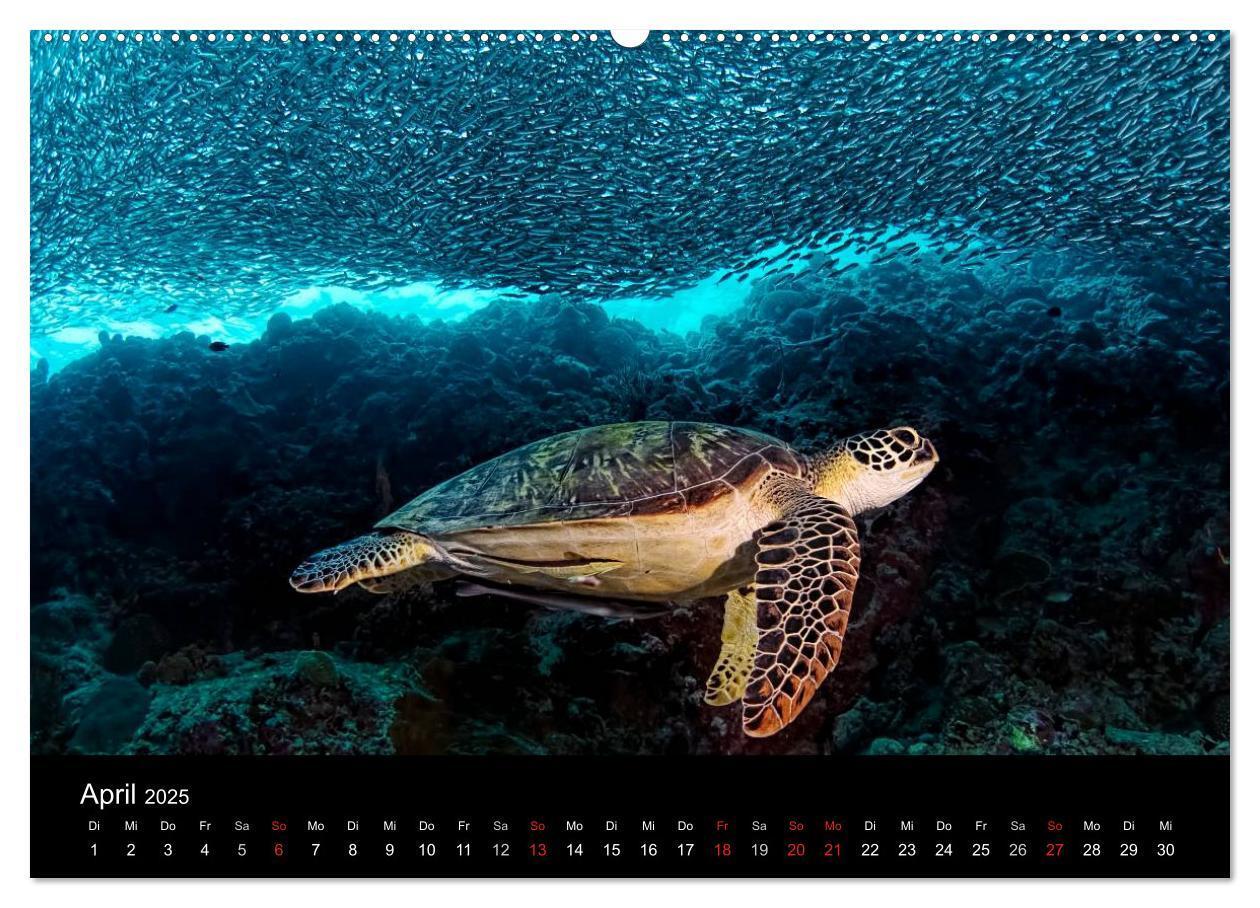 Bild: 9783435611065 | Fischschwärme (Wandkalender 2025 DIN A2 quer), CALVENDO Monatskalender