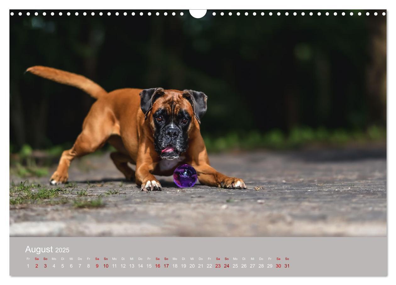 Bild: 9783383856235 | Fantastische Boxer - Sieger der Herzen (Wandkalender 2025 DIN A3...