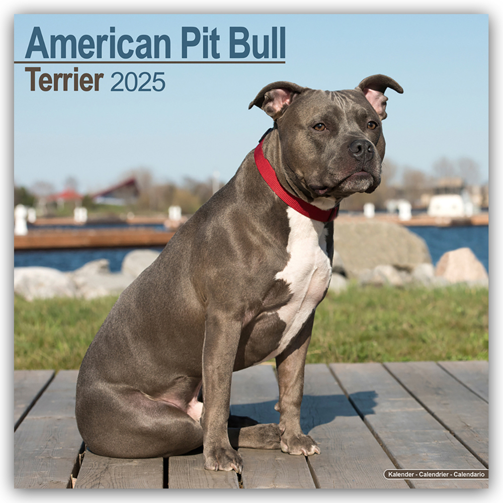 Cover: 9781804603055 | American Pit Bull Terrier 2025 - 16-Monatskalender | Ltd | Kalender