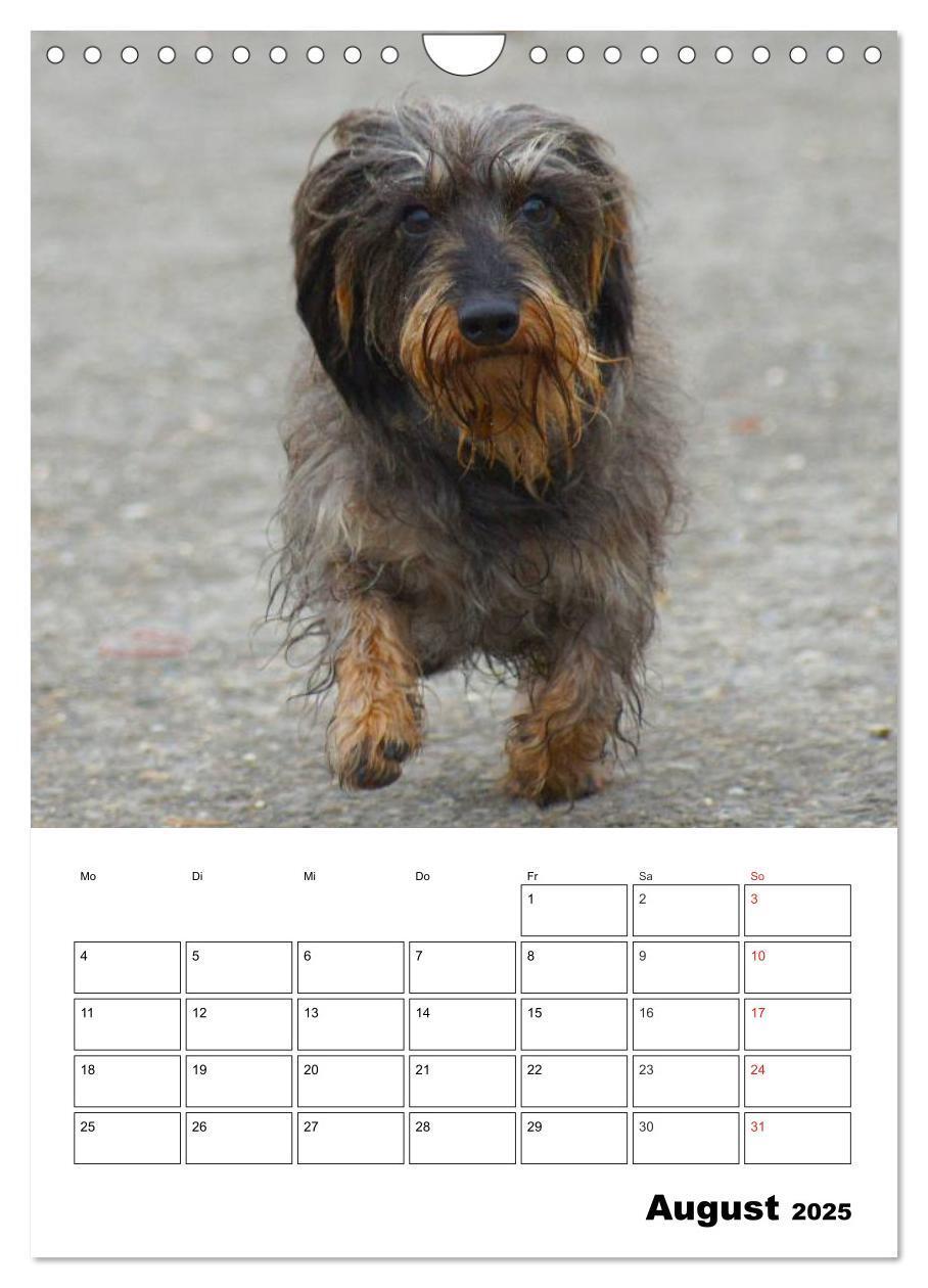 Bild: 9783457008522 | Liebenswerte Zwergrauhaardackel (Wandkalender 2025 DIN A4 hoch),...