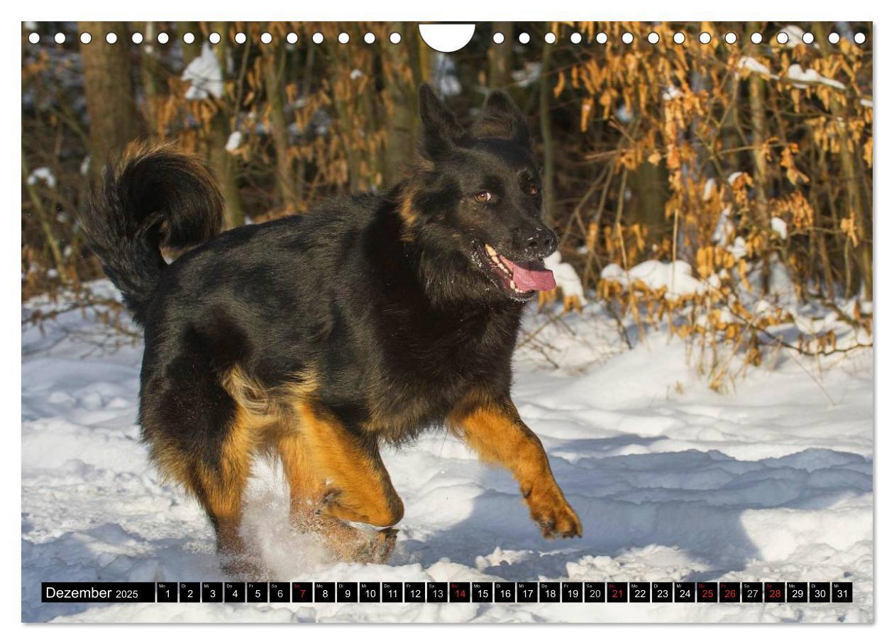 Bild: 9783435573011 | Altdeutsche Hütehunde - Fast vergessen (Wandkalender 2025 DIN A4...