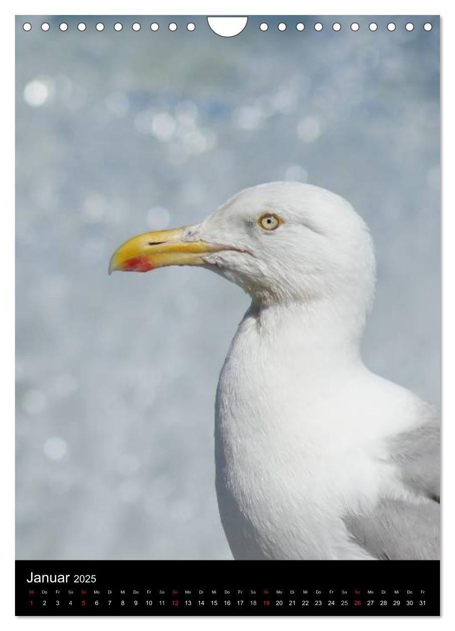 Bild: 9783457083291 | Helgoland in der Nordsee (Wandkalender 2025 DIN A4 hoch), CALVENDO...