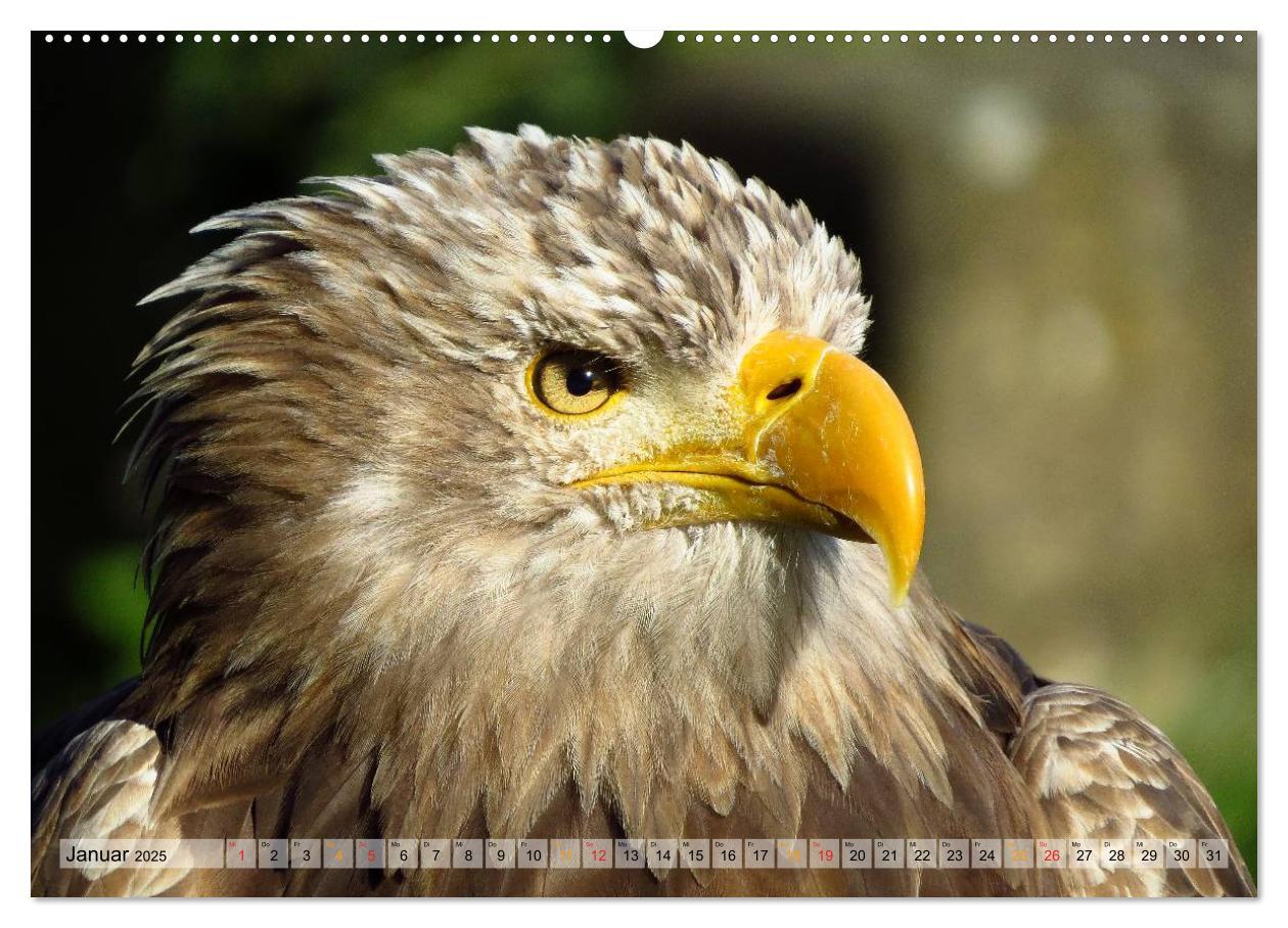 Bild: 9783435550135 | Majestätische Greifvögel (hochwertiger Premium Wandkalender 2025...