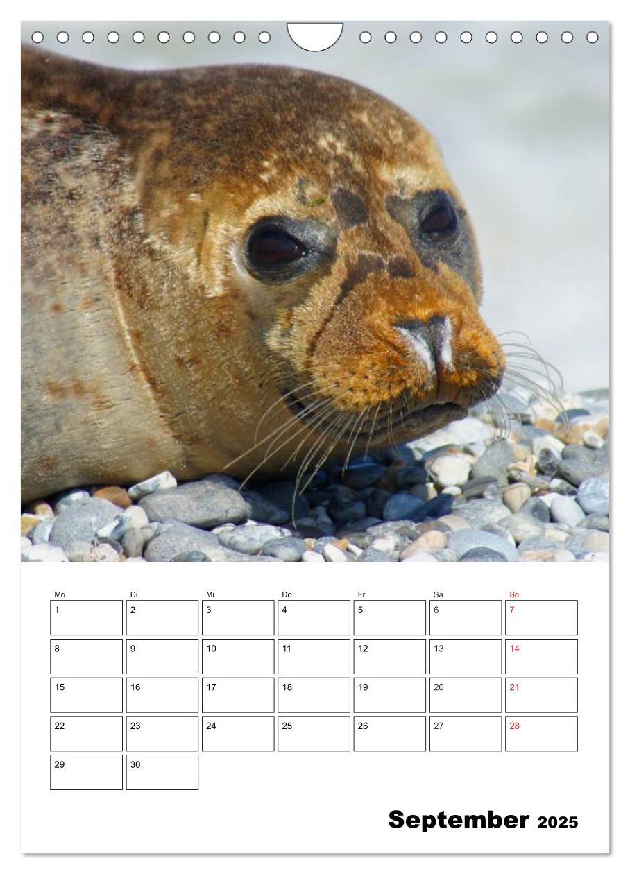 Bild: 9783457010945 | Liebenswerte Robben (Wandkalender 2025 DIN A4 hoch), CALVENDO...