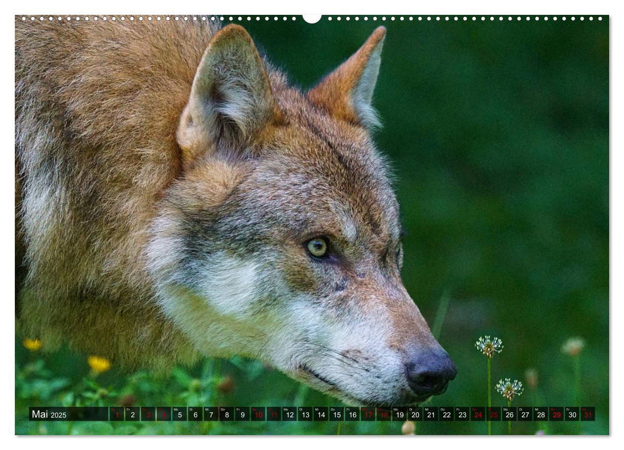 Bild: 9783435259519 | Begegnung mit dem Wolf (hochwertiger Premium Wandkalender 2025 DIN...