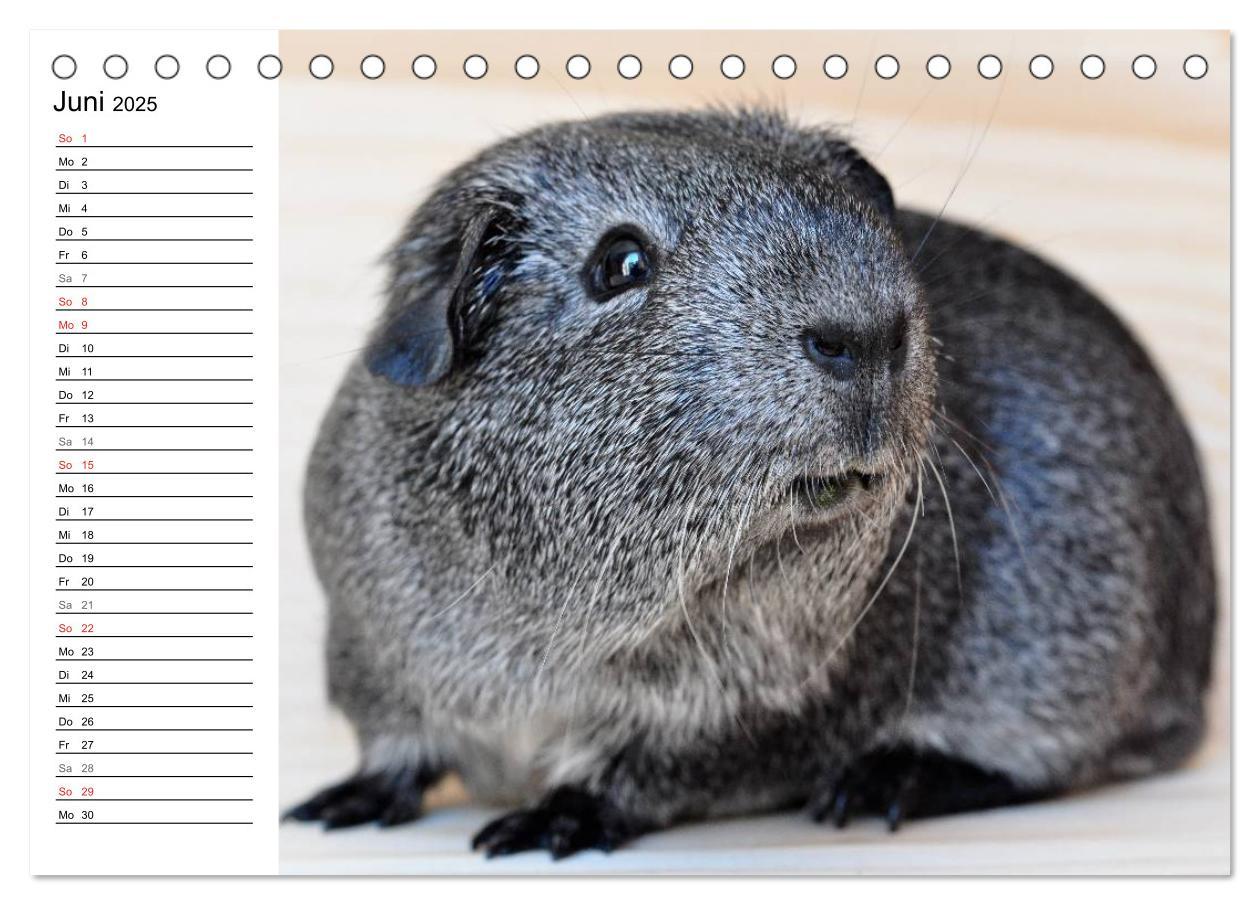 Bild: 9783435718887 | Meerschweinchen Niedliche Herzensbrecher (Tischkalender 2025 DIN A5...