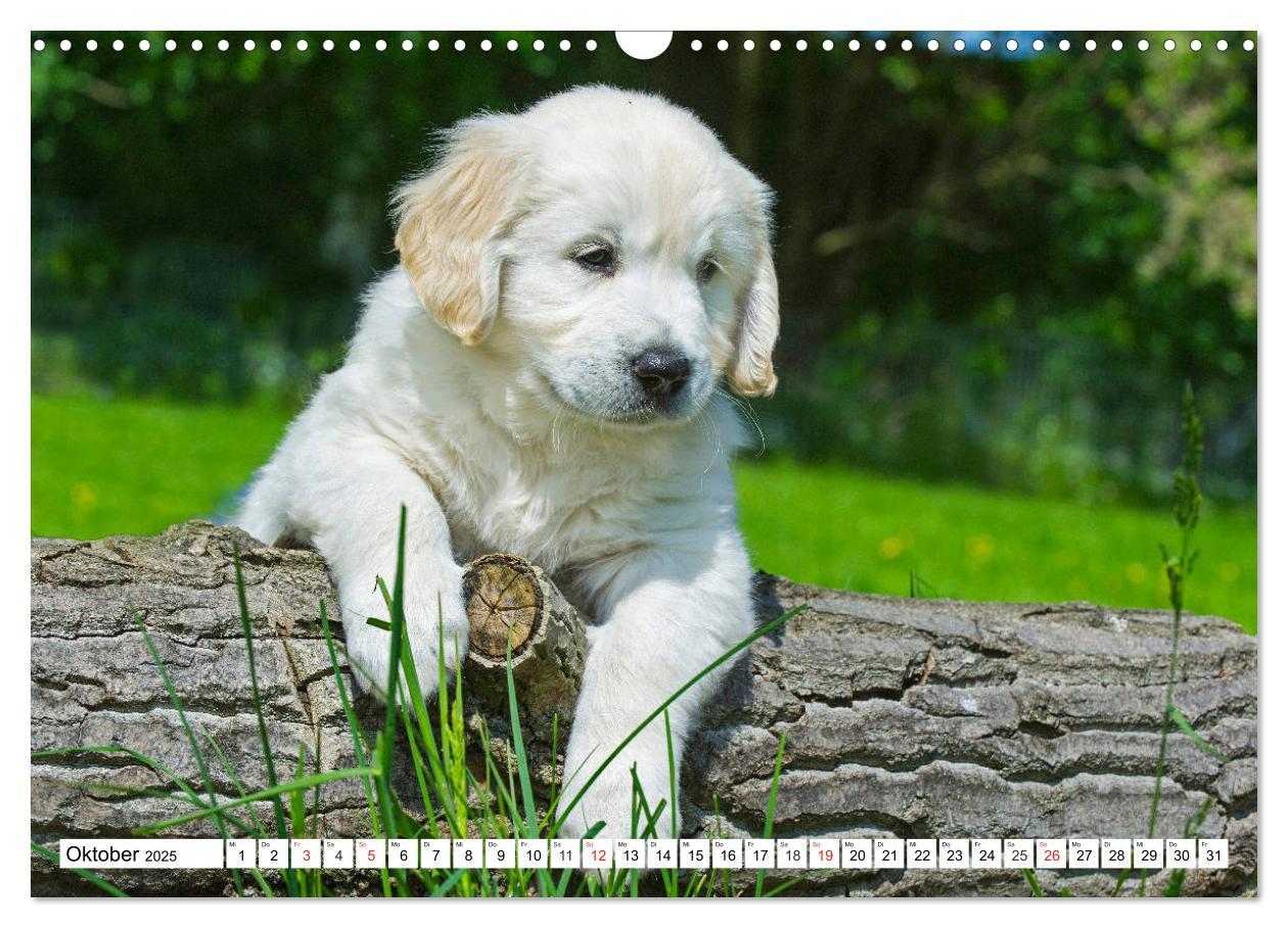 Bild: 9783435213801 | Goldige Herzensbrecher - Golden Retriever Welpen (Wandkalender 2025...