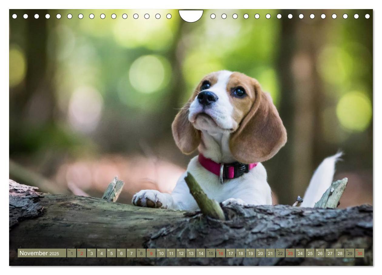 Bild: 9783435574896 | Beaglebabys auf Entdeckungstour (Wandkalender 2025 DIN A4 quer),...