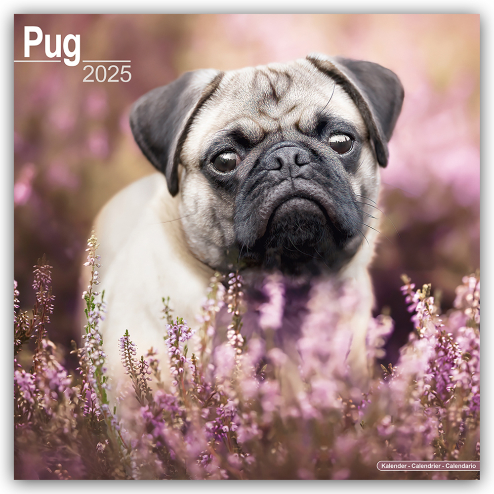 Cover: 9781804603796 | Pugs - Möpse 2025 - 16-Monatskalender | Avonside Publishing Ltd | 2025