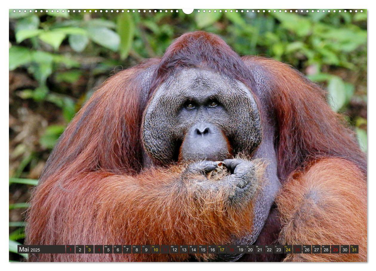 Bild: 9783435361045 | Waldmenschen - Orang Utans auf Borneo (hochwertiger Premium...