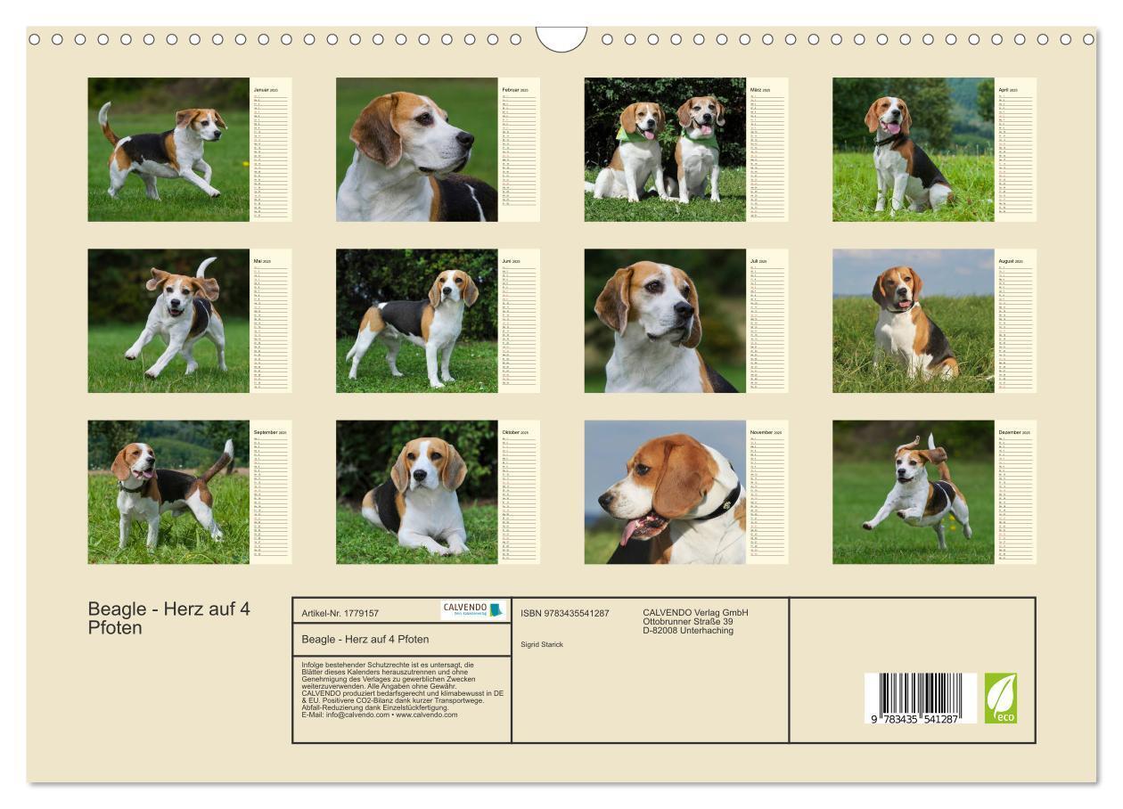 Bild: 9783435541287 | Beagle - Herz auf 4 Pfoten (Wandkalender 2025 DIN A3 quer),...