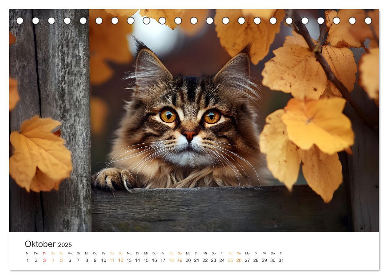 Bild: 9783457203897 | Katzen - sanfte Schönheiten (Tischkalender 2025 DIN A5 quer),...