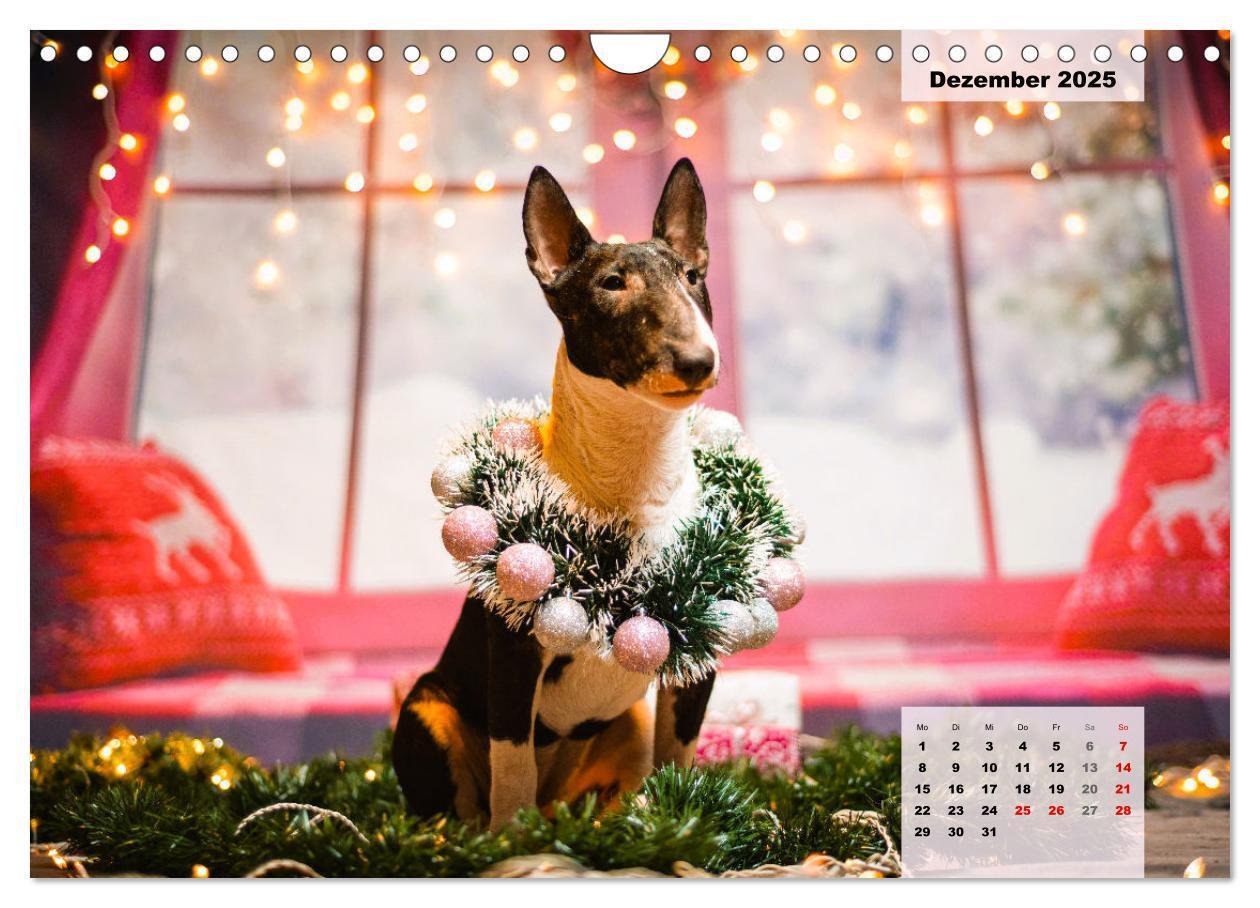 Bild: 9783383947438 | Bullterrier. Freudiges Wesen und Charakter (Wandkalender 2025 DIN...