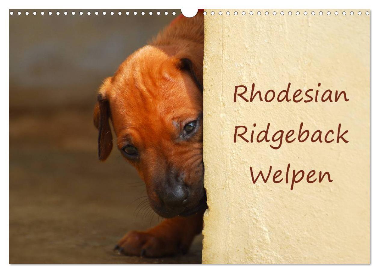Cover: 9783675634466 | Rhodesian Ridgeback Welpen (Wandkalender 2024 DIN A3 quer),...