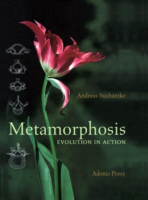Cover: 9780932776396 | Metamorphosis | Evolution in Action | Andreas Suchantke | Buch | 2010