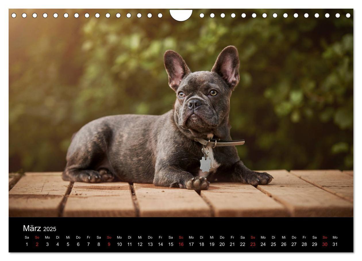 Bild: 9783435302314 | French Bulldog aktiv, verspielt, sportlich (Wandkalender 2025 DIN...