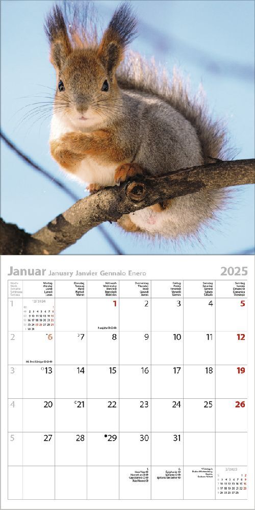 Bild: 9783731875512 | Eichhörnchen 2025 | Korsch Verlag | Kalender | Englisch Broschur