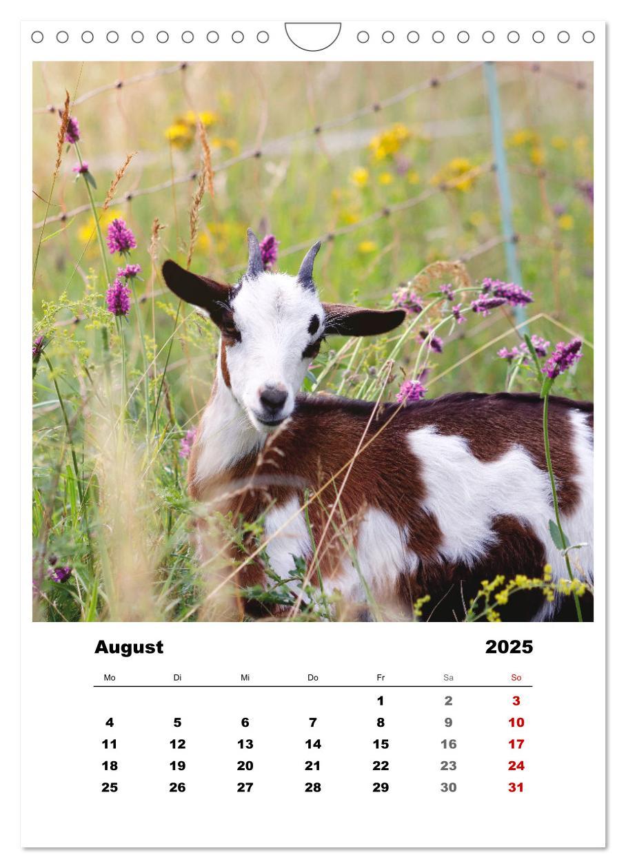 Bild: 9783435928521 | Bauernhoftiere, ganz nah dran (Wandkalender 2025 DIN A4 hoch),...