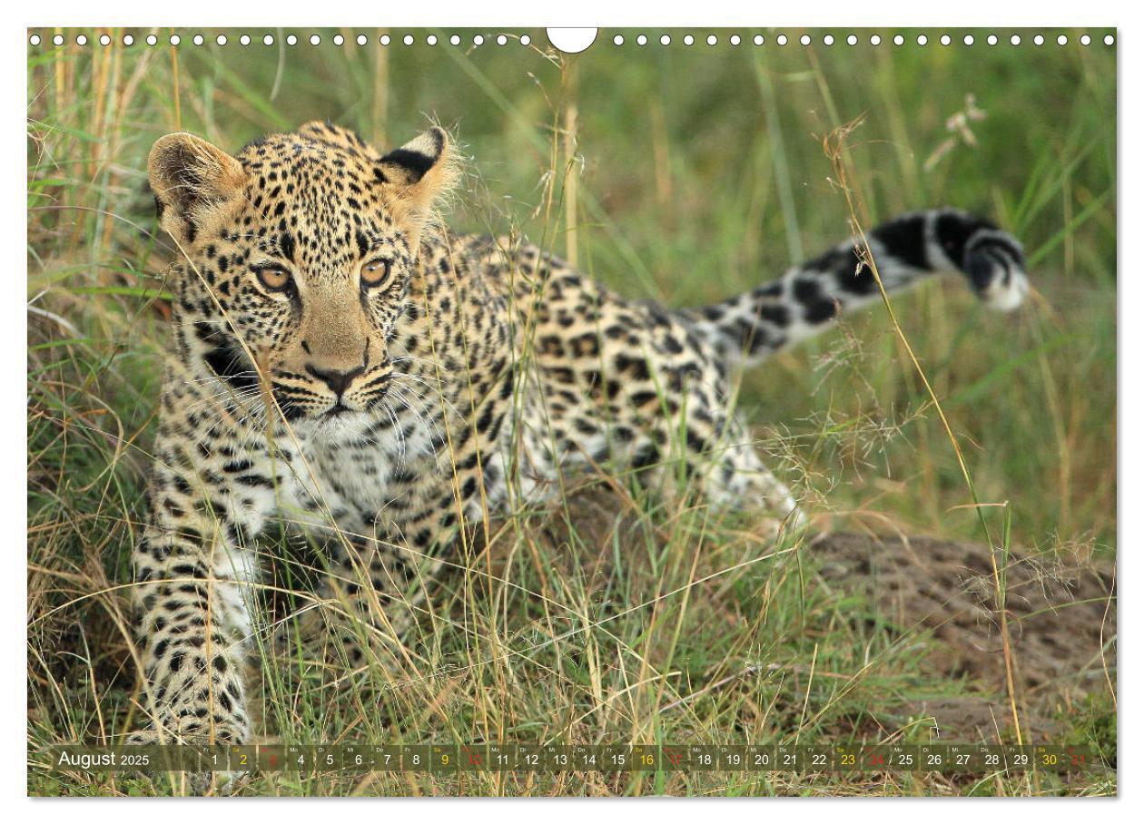 Bild: 9783435598656 | Löwen und Leoparden - Begegnungen in Afrika (Wandkalender 2025 DIN...