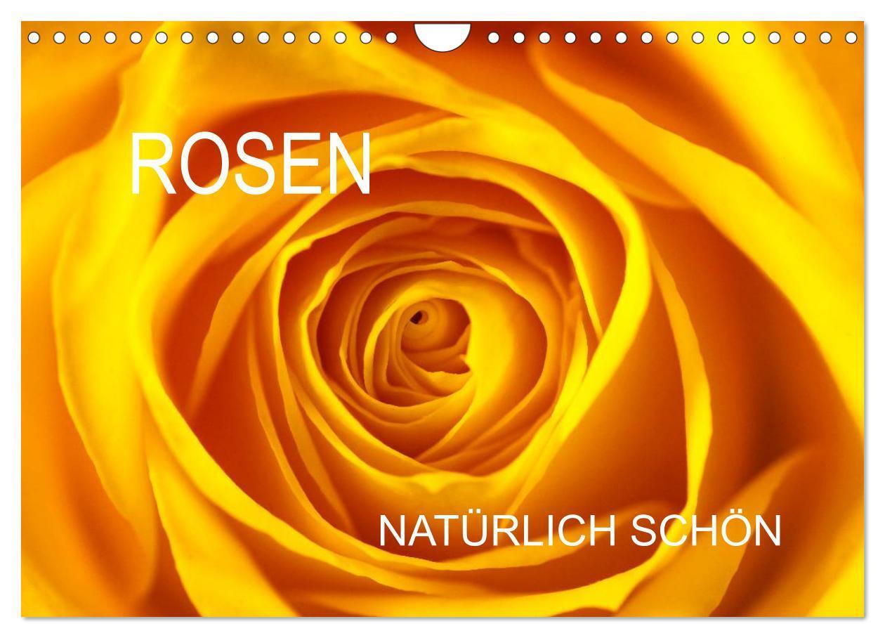 Cover: 9783383443008 | Rosen natürlich schön (Wandkalender 2024 DIN A4 quer), CALVENDO...