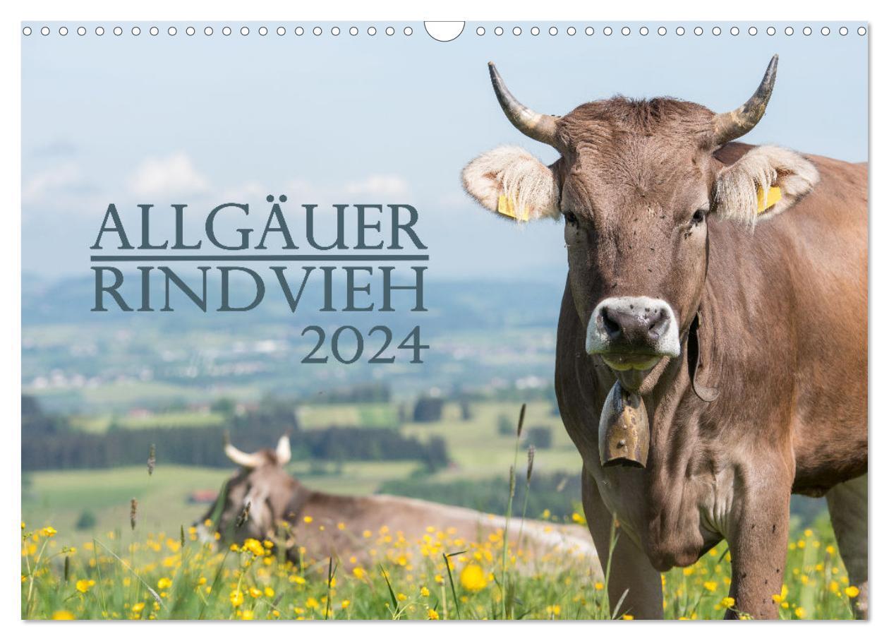 Cover: 9783675440814 | Allgäuer Rindvieh 2024 (Wandkalender 2024 DIN A3 quer), CALVENDO...