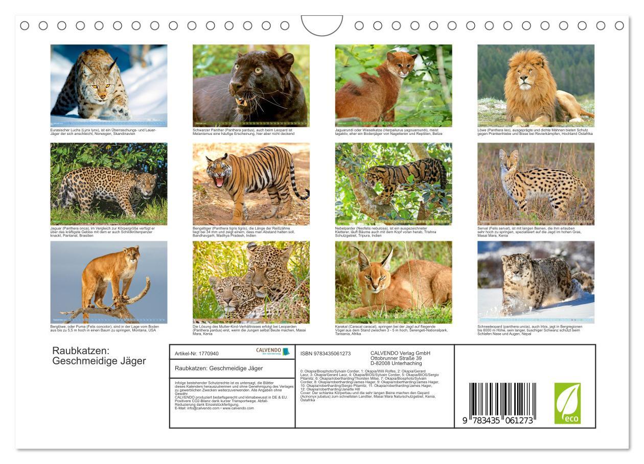 Bild: 9783435061273 | Raubkatzen: Geschmeidige Jäger (Wandkalender 2025 DIN A4 quer),...