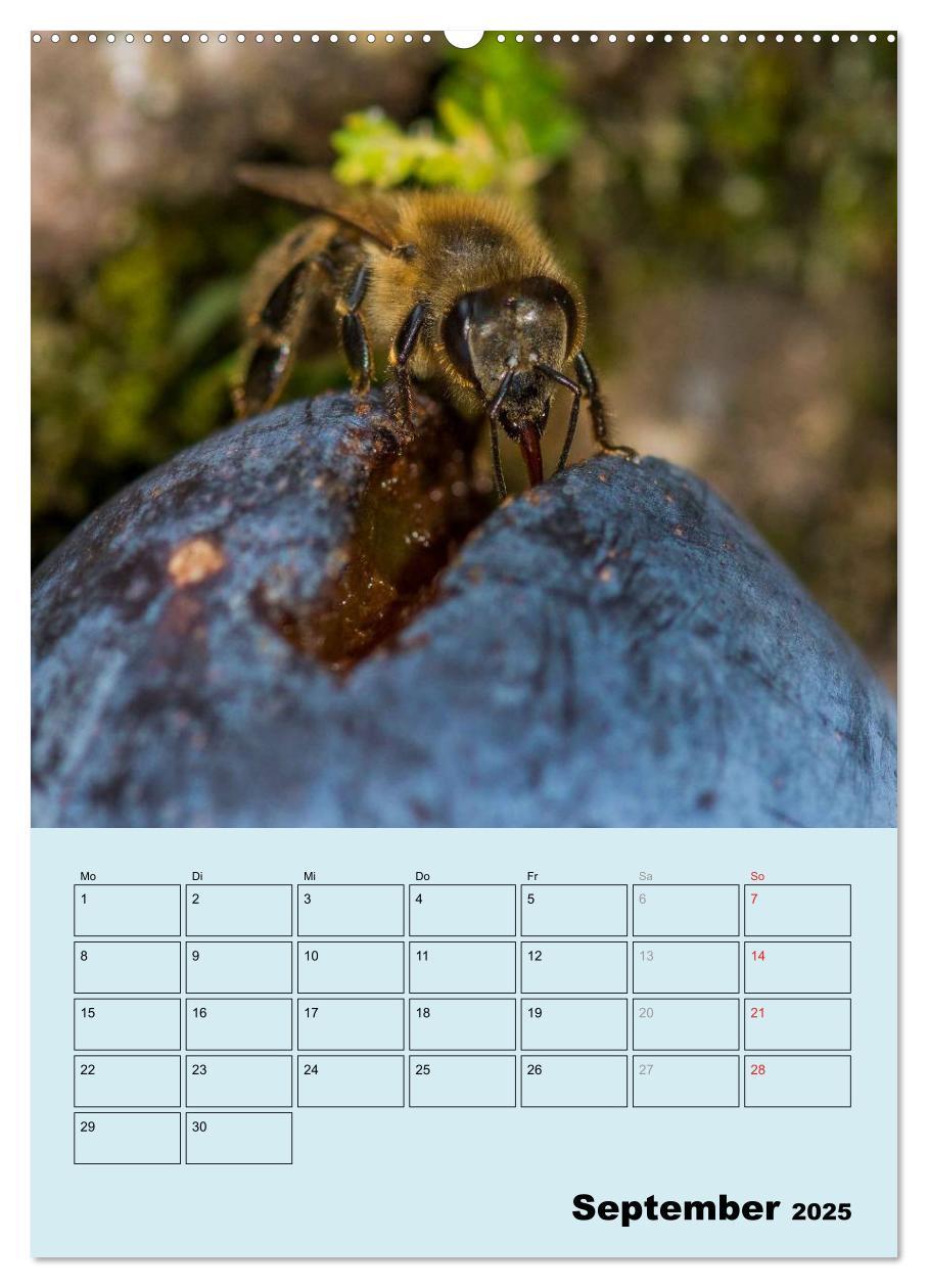 Bild: 9783457051443 | Bienenplaner (Wandkalender 2025 DIN A2 hoch), CALVENDO Monatskalender