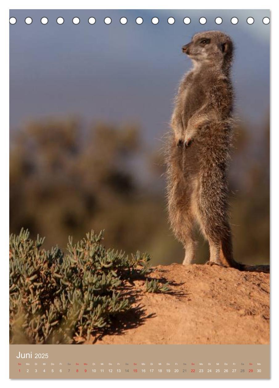 Bild: 9783457054345 | Erdmännchen - Afrikas liebenswerte Zwerge (Tischkalender 2025 DIN...