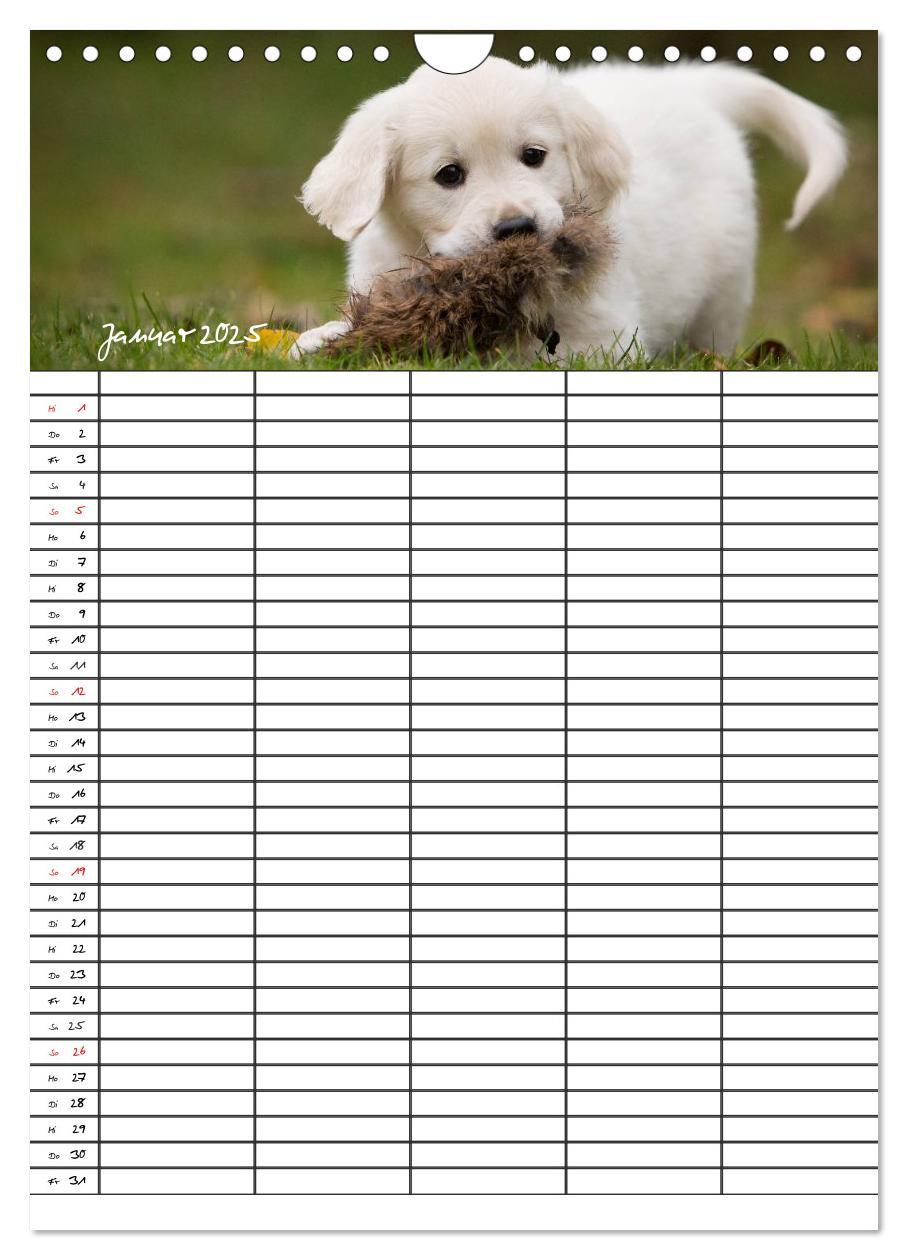 Bild: 9783457088562 | Familienplaner: Golden Retriever Welpen (Wandkalender 2025 DIN A4...