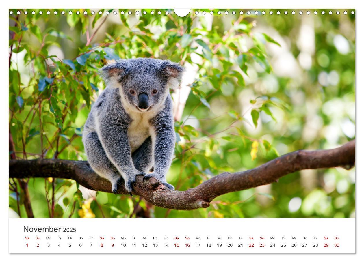 Bild: 9783383928413 | Knuffige Koalabären (Wandkalender 2025 DIN A3 quer), CALVENDO...