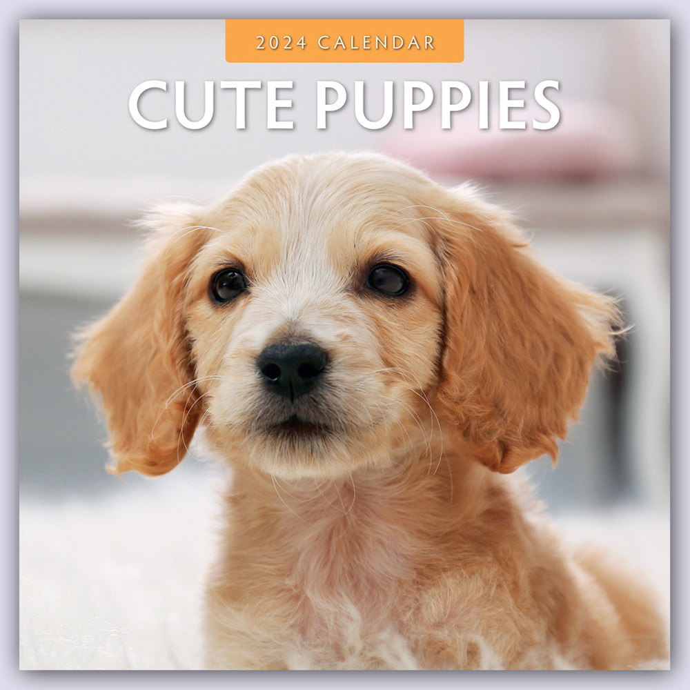 Cover: 9781804421222 | Cute Puppies - Niedliche Hundewelpen 2024 - 16-Monatskalender | Ltd