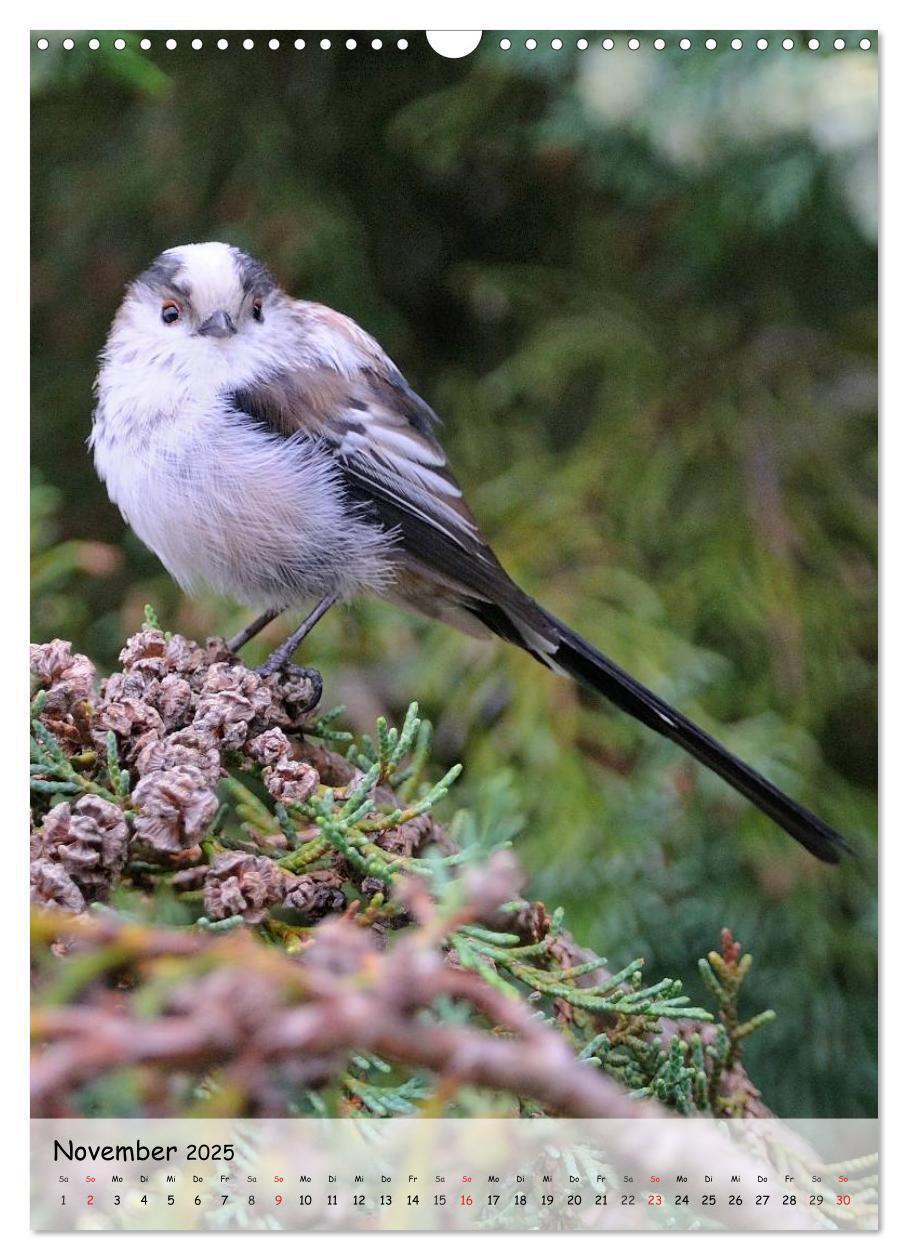 Bild: 9783457043295 | Vögel im heimischen Garten (Wandkalender 2025 DIN A3 hoch),...