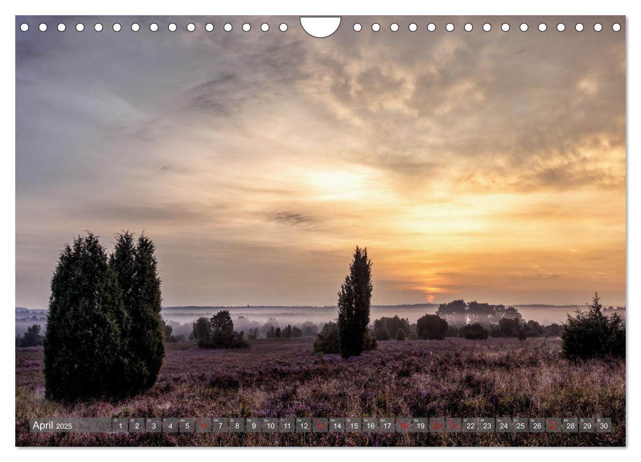 Bild: 9783383841361 | Die Lüneburger Heide - In voller Blüte (Wandkalender 2025 DIN A4...