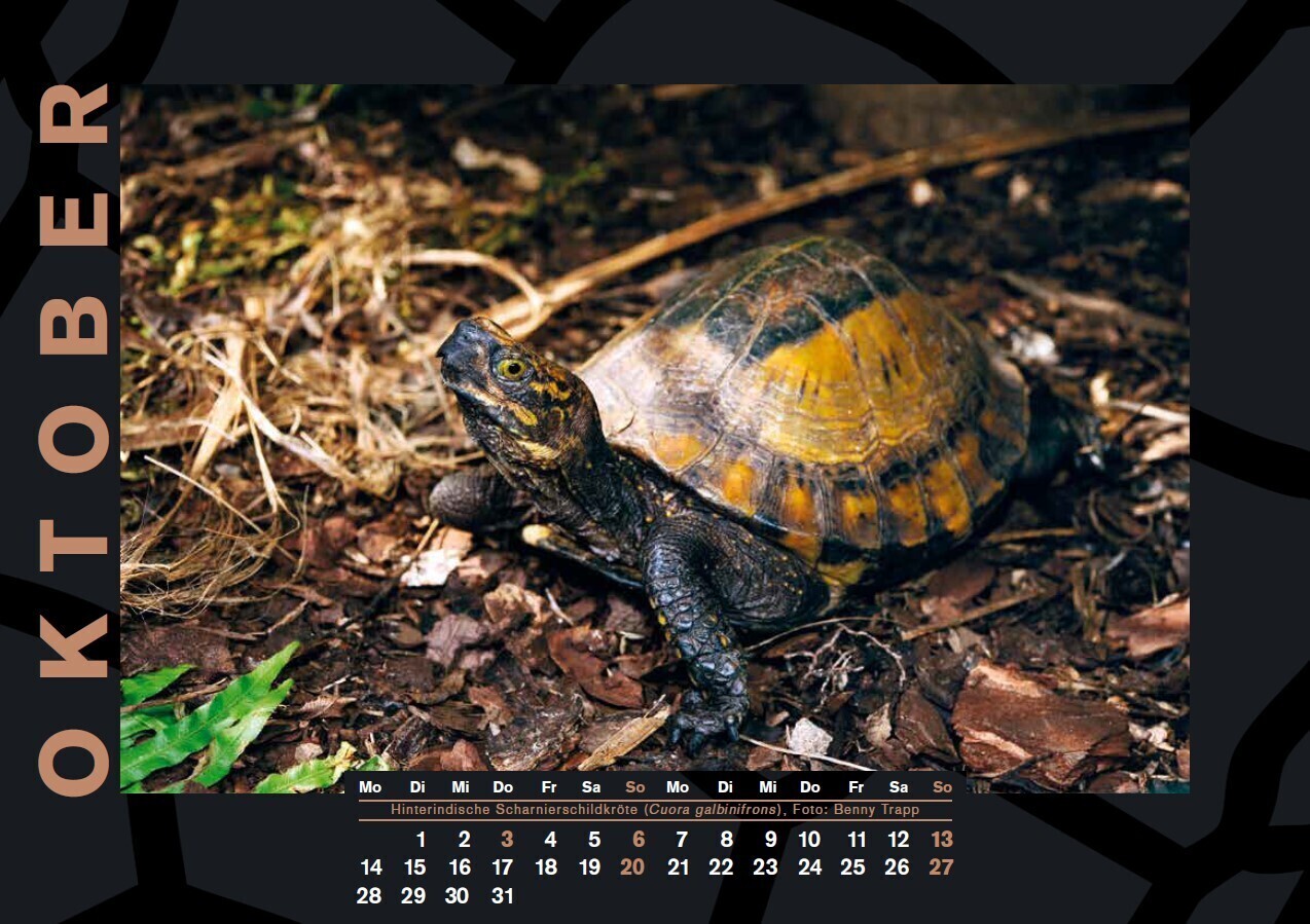 Bild: 9783944484358 | Schildkröten-Jahreskalender 2024 | Herausgegeben von Thorsten Geier