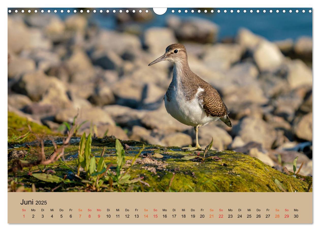 Bild: 9783435118410 | Limikolen - Watvögel am norddeutschen Wattenmeer (Wandkalender 2025...