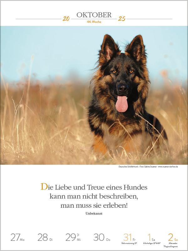 Bild: 9783731877271 | Literaturkalender Hunde 2025 | Verlag Korsch | Kalender | 54 S. | 2025