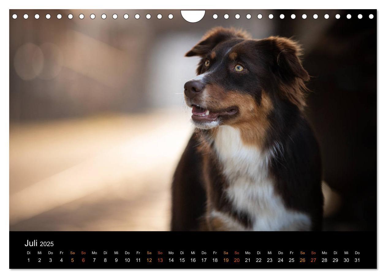 Bild: 9783435233502 | Australian Shepherd - Vielfalt in einer Rasse (Wandkalender 2025...