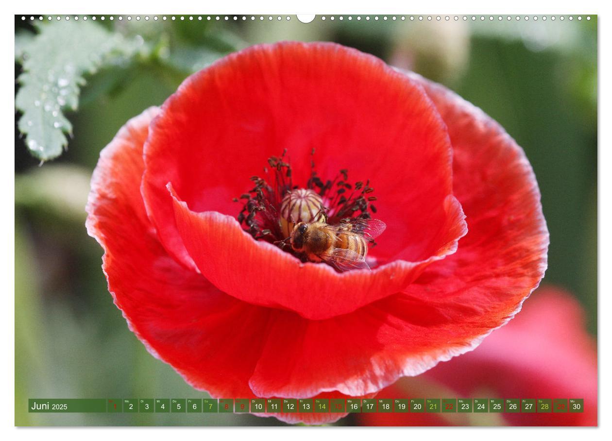 Bild: 9783383761010 | Blütenwunder - Mit Blumen durchs ganze Gartenjahr (Wandkalender...