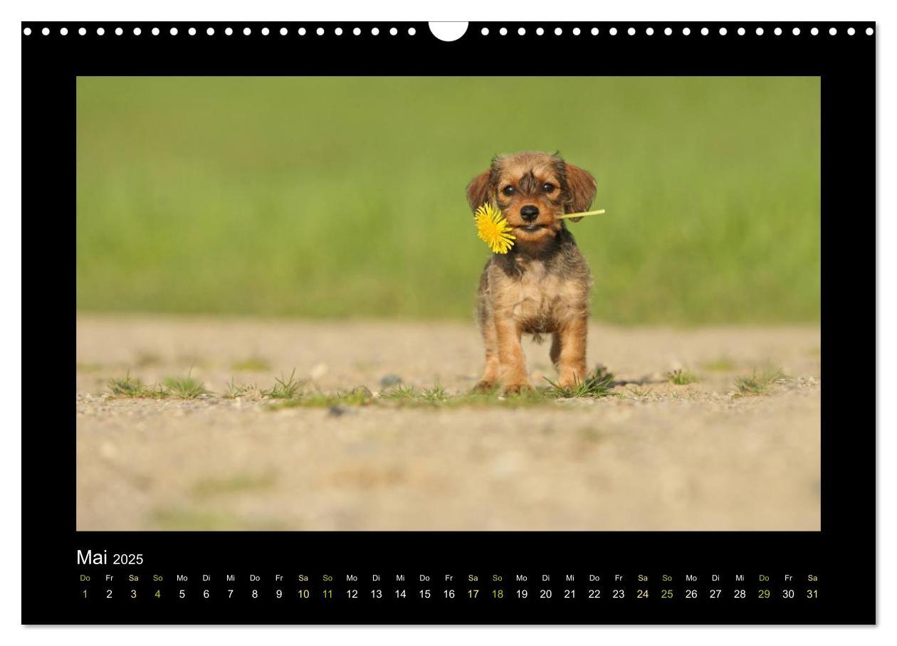 Bild: 9783435641055 | Allerlei Hundekinder (Wandkalender 2025 DIN A3 quer), CALVENDO...