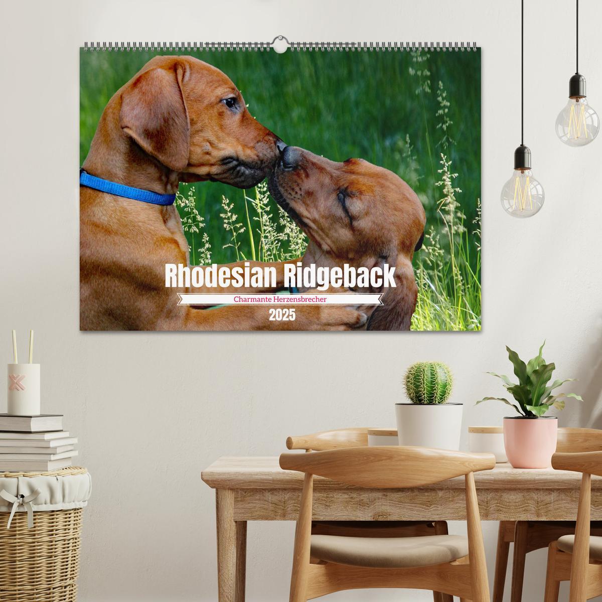 Bild: 9783383939075 | Rhodesian Ridgeback, Charmante Herzensbrecher (Wandkalender 2025...