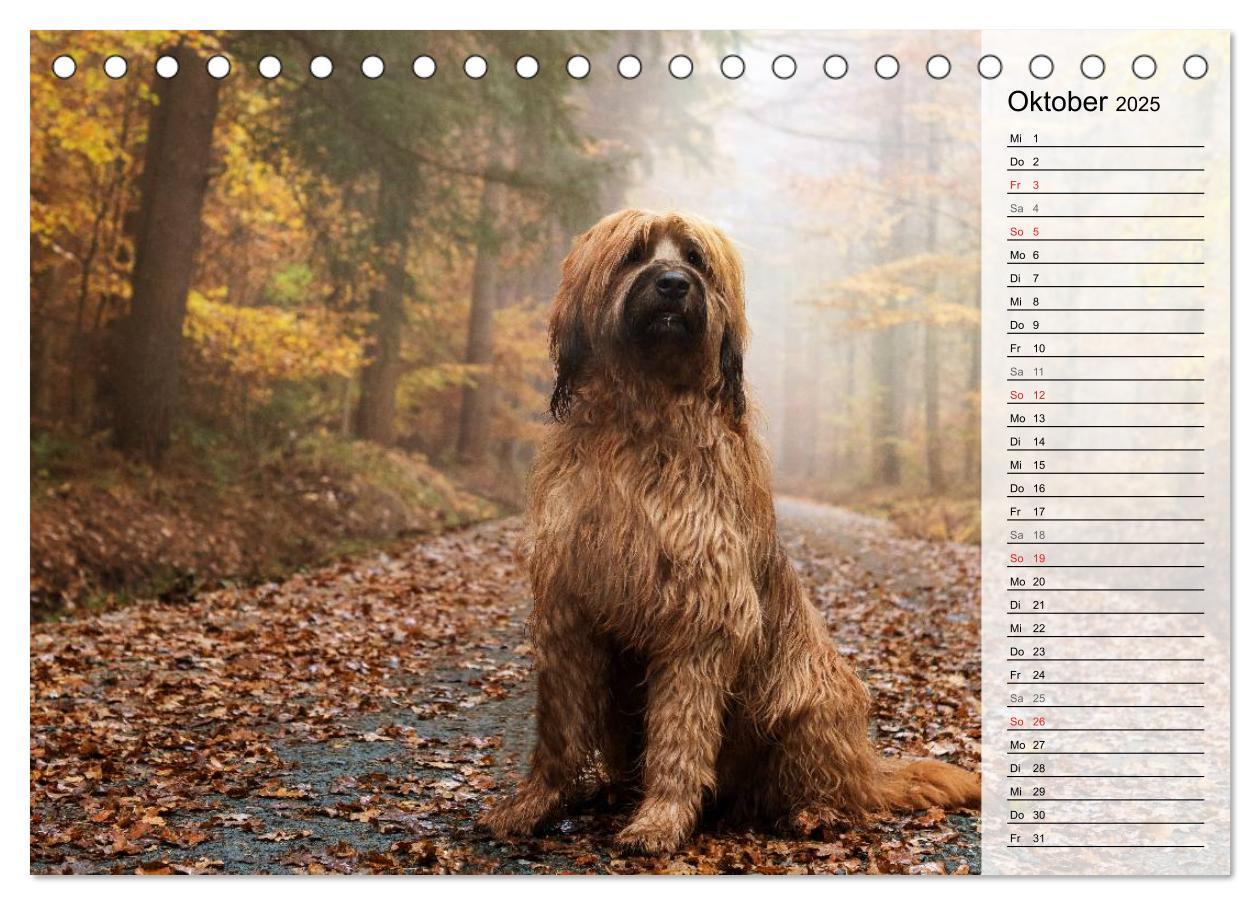 Bild: 9783435468775 | Der Briard 2025 - Ein echter Charmeur (Tischkalender 2025 DIN A5...