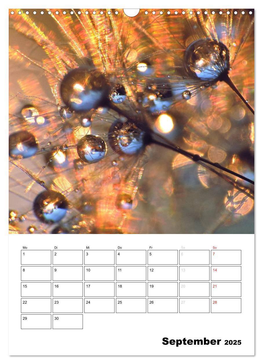 Bild: 9783457068458 | Pusteblumentraum - Dreams of Dandelion (Wandkalender 2025 DIN A3...