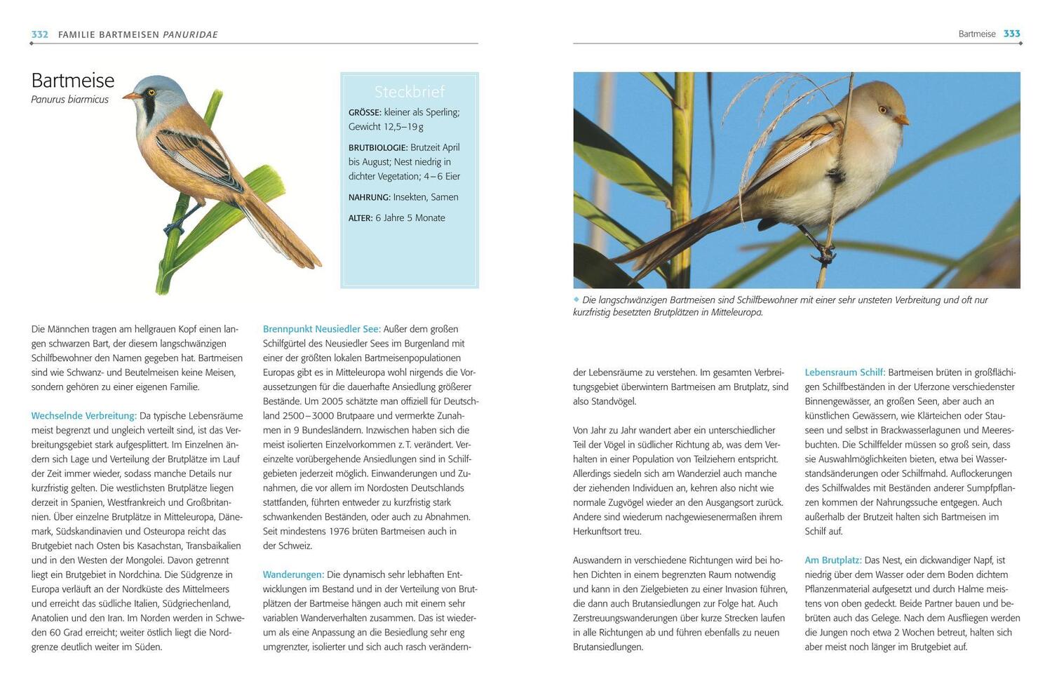 Bild: 9783835419087 | Das BLV Handbuch Vögel | Alle Brutvögel Mitteleuropas | Einhard Bezzel