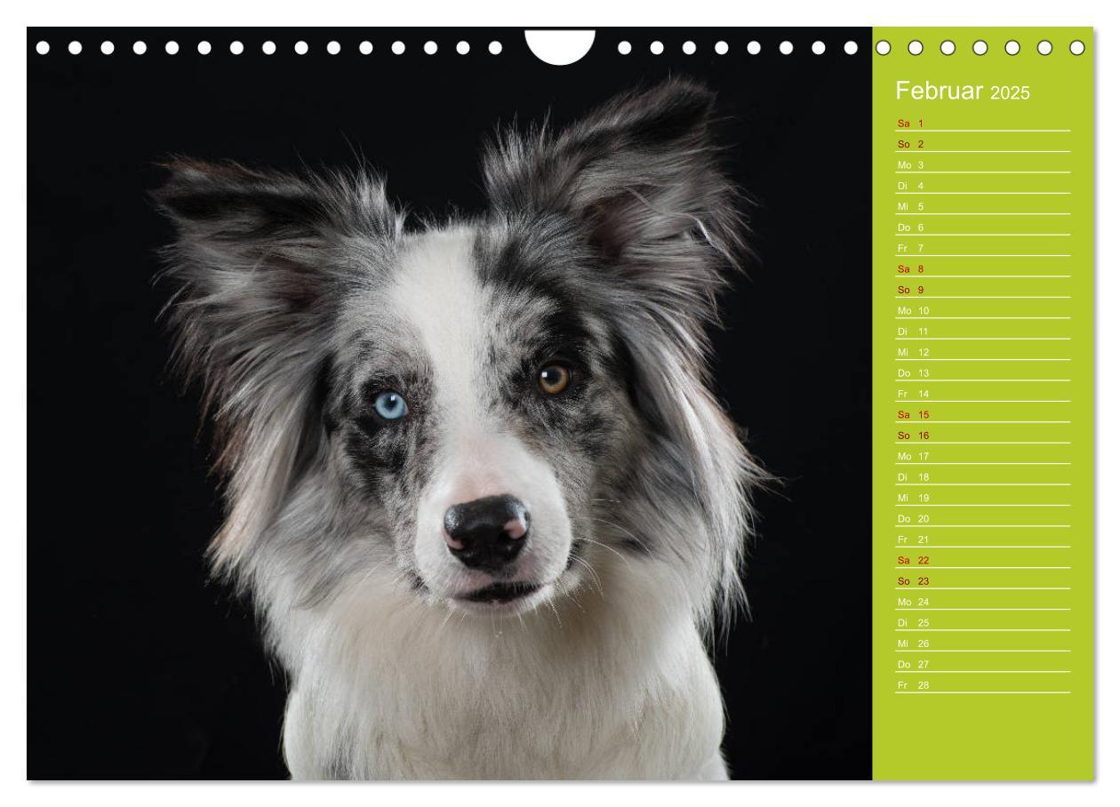 Bild: 9783435442522 | Border Collies - nicht nur schwarzweiß (Wandkalender 2025 DIN A4...